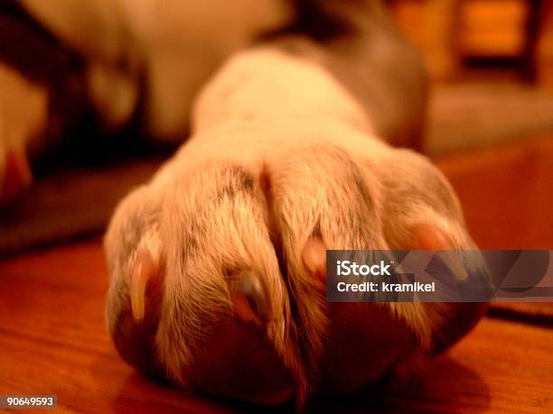 Pies Stopy - zdjęcia stockowe i więcej obrazów Bez ludzi - Bez ludzi, Bliski, Fotografika