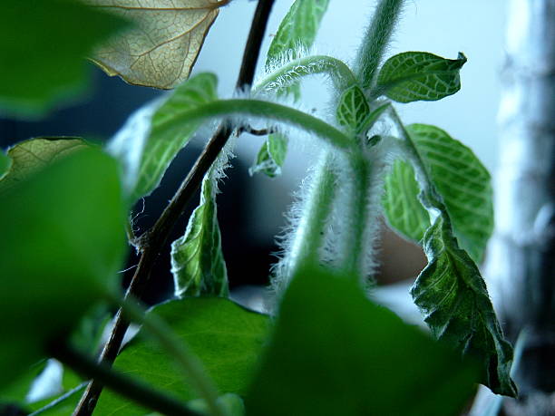 Plantarium - fotografia de stock