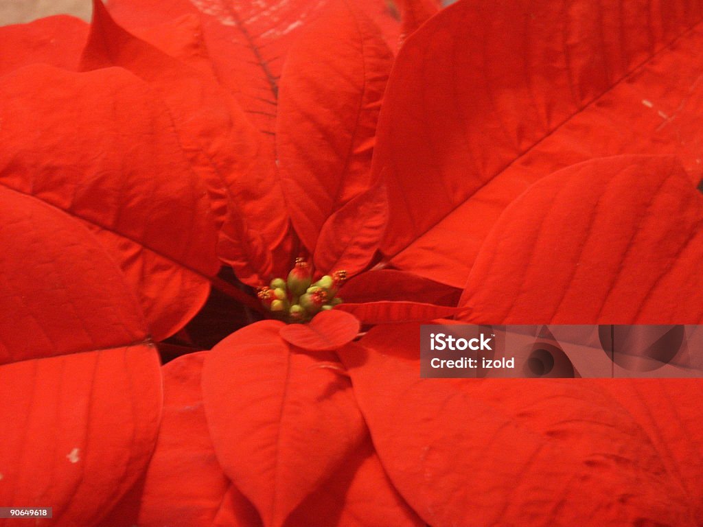 Красный Рождество star растение - Стоковые фото Без людей роялти-фри