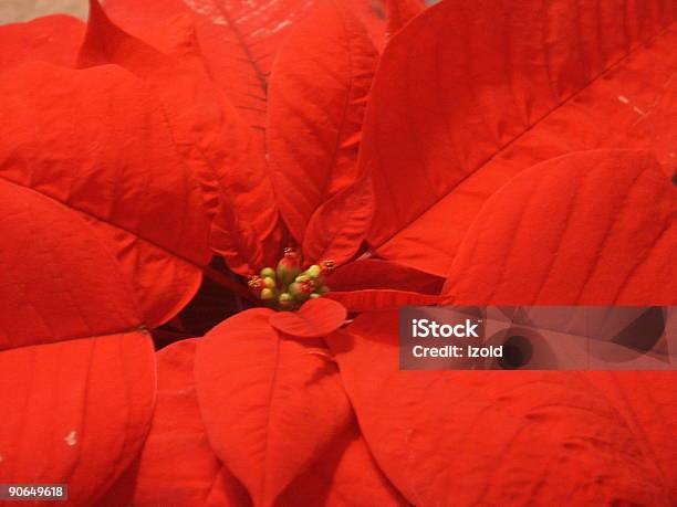 Красный Рождество Star Растение — стоковые фотографии и другие картинки Без людей - Без людей, Горизонтальный, Звезда