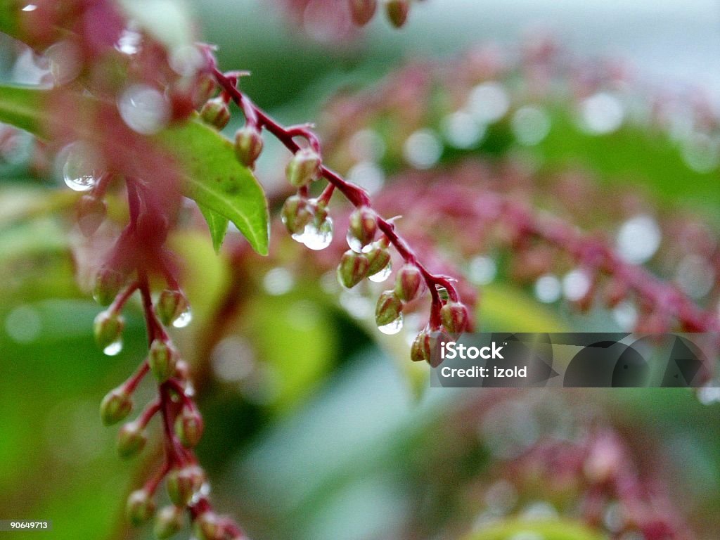 Regentropfen auf sich - Lizenzfrei Blume Stock-Foto