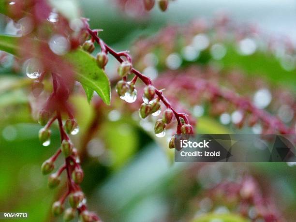 Regentropfen Auf Sich Stockfoto und mehr Bilder von Blume - Blume, Farbbild, Fotografie