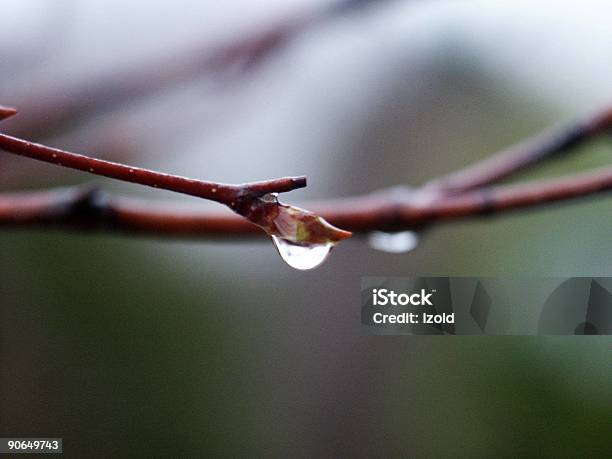 Photo libre de droit de Pluie Sur Bouton De Fleur banque d'images et plus d'images libres de droit de Arbre - Arbre, Bouleau, Bouton de fleur