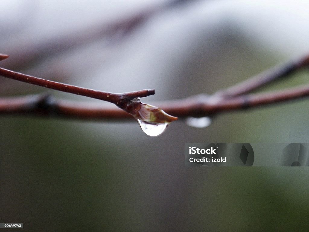 raindrops на Почка-стадия развития растения - Стоковые фото Без людей роялти-фри