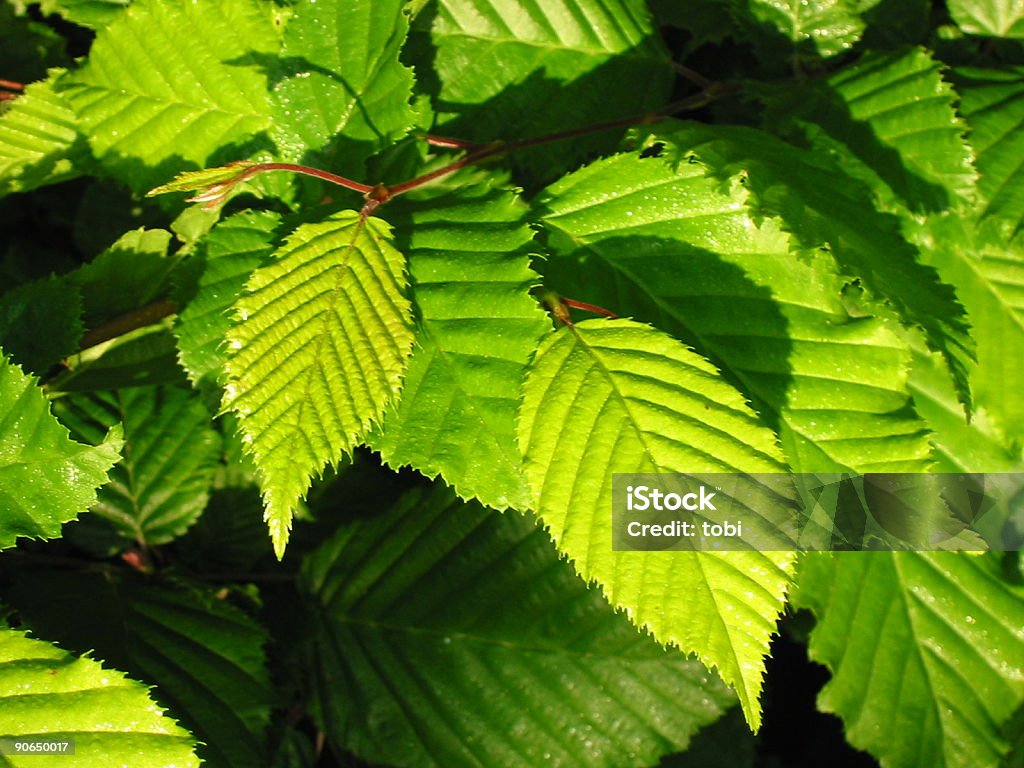 green leaves the green leaves of a beech tree April Stock Photo green leaves the green leaves of a beech tree April Stock Photo