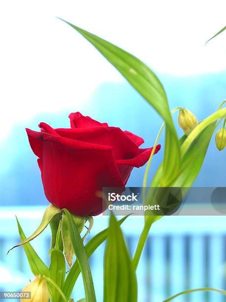 Altamente Saturada Rosa - Fotografias de stock e mais imagens de Alto-Contraste - Alto-Contraste, Ao Ar Livre, Azul