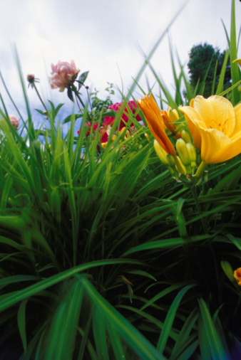 Daylilly in summer sun