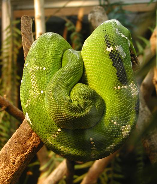 Snake stock photo