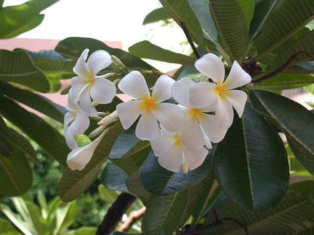 Hawaiian Flower stock photo