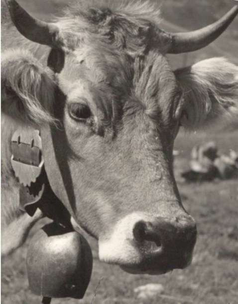 istock Swiss Bell with Cow attached 90650261