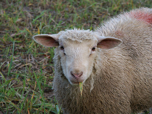 cool sheep stock photo