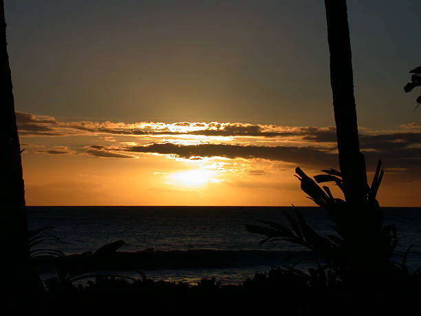 Palms Against Sunset stock photo