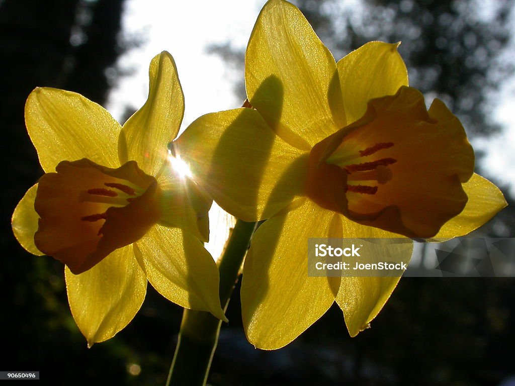 easterflowers - Foto de stock de Amarelo royalty-free