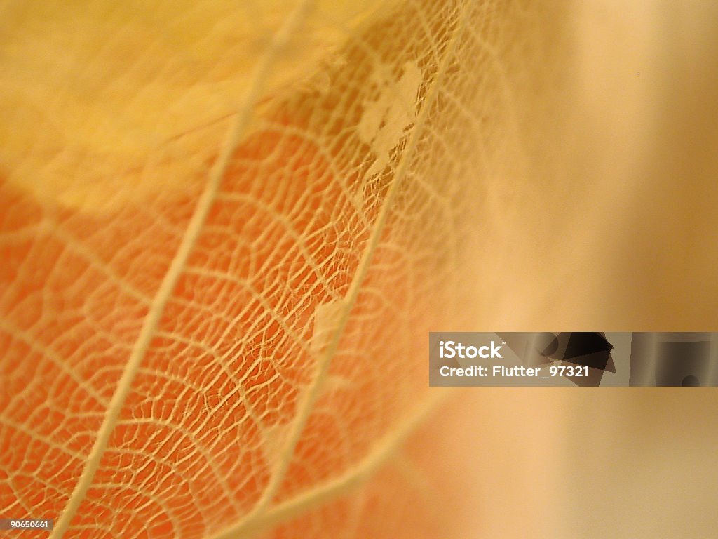 Leaf Texture  Backgrounds Stock Photo