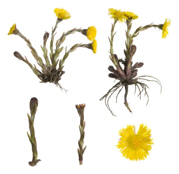 Collection of coltsfoot, Tussilago farfara isolated on white background. This plant belongs to the Asteraceae family and blooms in the springtime.