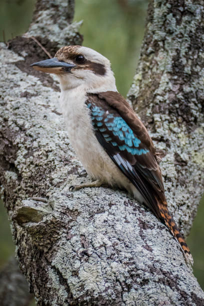 istock Kookaburra on Casuarina branch, Australia 906509160