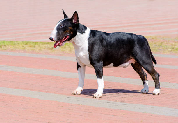 bull terrier preto e branco em seu perfil. - working late - fotografias e filmes do acervo