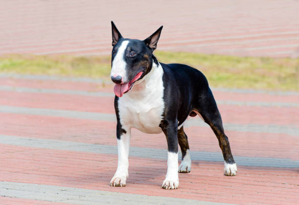 istock Bull Terrier black and white in full face. 906509474