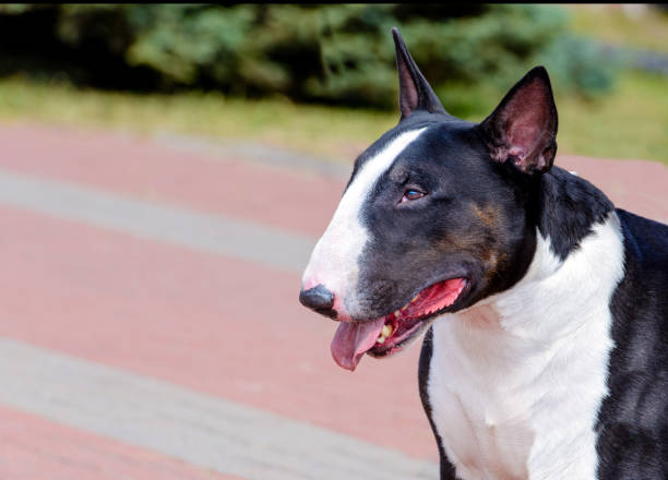 retrato de bull terrier preto e branco. - working late - fotografias e filmes do acervo