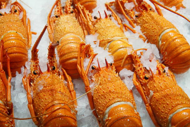 Lobster inhabits tropical and subtropical waters of the Indian Ocean, Atlantic Ocean. It is normally a nocturnal species