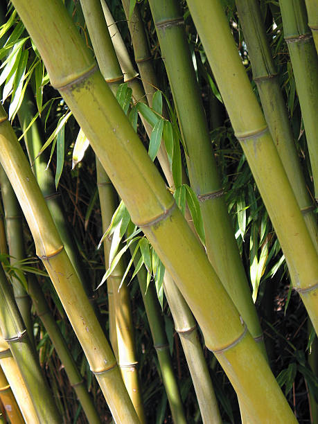 bamboo patch stock photo