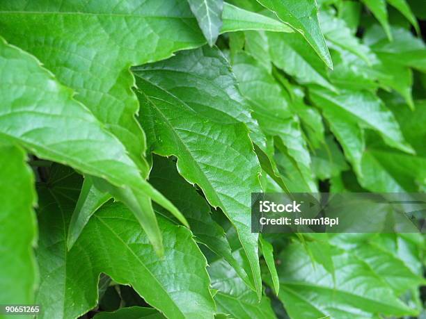 Closeup De Folhas - Fotografias de stock e mais imagens de Cor verde - Cor verde, Erva, Flora