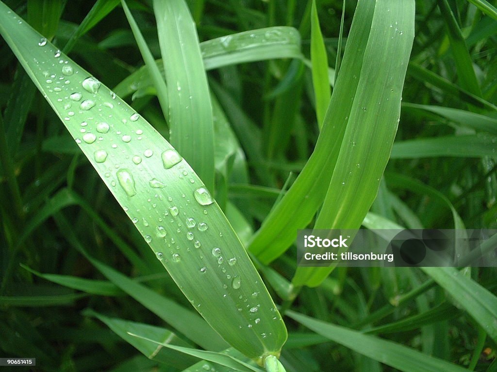 Hierba cubierto en hojas de rocío - Foto de stock de Brizna de hierba libre de derechos