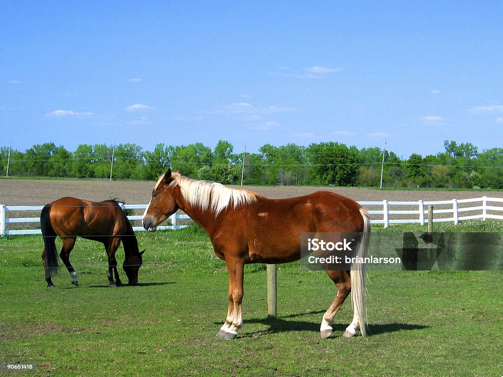 Cavalos 01 - Foto de stock de Animal royalty-free