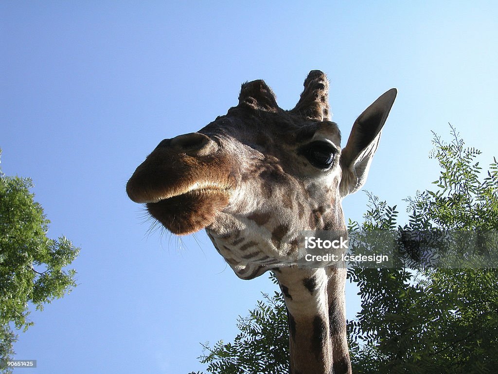 Girafe 02 - Photo de Afrique libre de droits