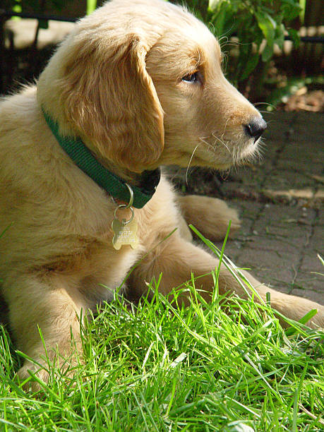 istock Golden retriever puppy 90651475