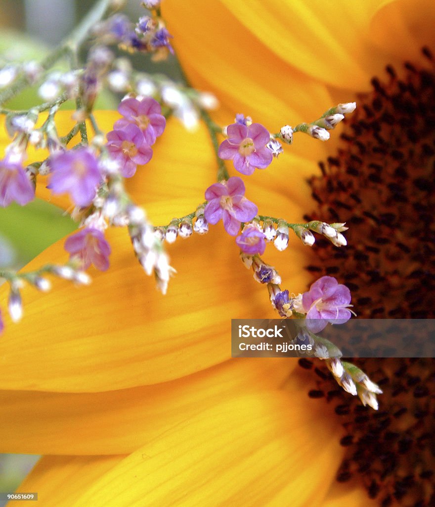 Beautiful Flowers - Close-up  Close To Stock Photo