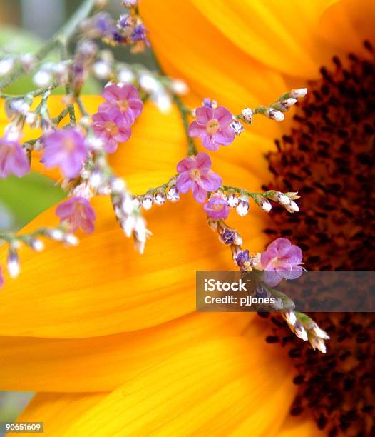 Beautiful Flowers Closeup Stock Photo - Download Image Now - Close To, Color Image, Extreme Close-Up