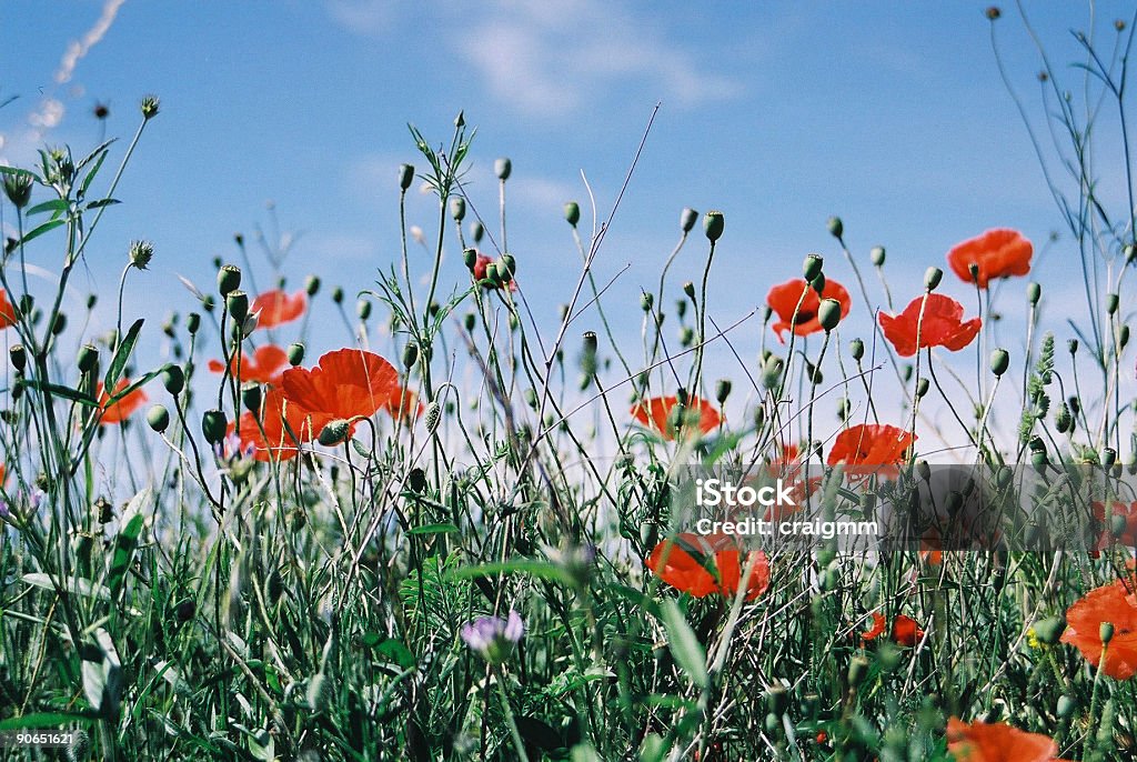 Poppies to the sky  Blue Stock Photo