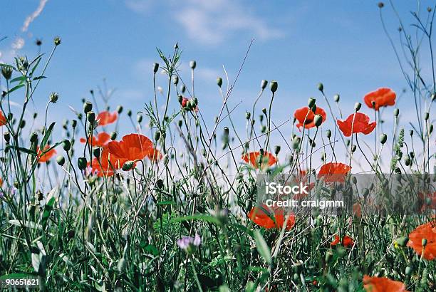 Poppies To The Sky Stock Photo - Download Image Now - Blue, Clear Sky, Color Image