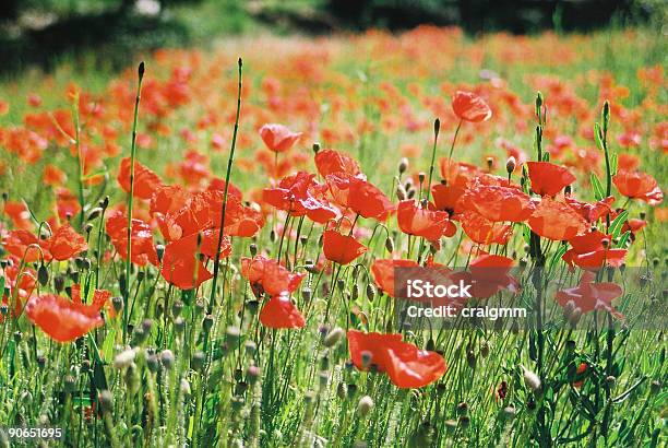 Field Of Poppies - アウトフォーカスのストックフォトや画像を多数ご用意 - アウトフォーカス, カラー画像, ケシ
