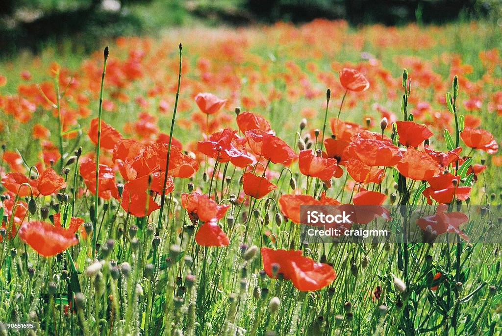 Field of poppies - Стоковые фото Без людей роялти-фри