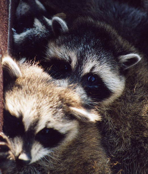 istock Baby raccoons 90651710