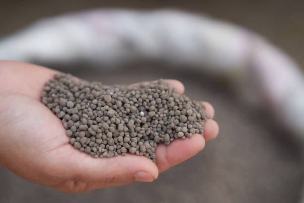 istock 18-46-0 , Diammonium phosphate (DAP) fertilizers in farmer hand . 906517122