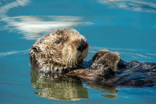 Sea otter mother protectively holding her baby on stomach while swimming in ocean