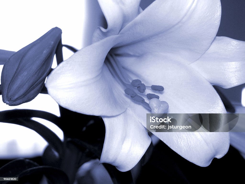 Easter Lilly - Royalty-free Aberto Foto de stock