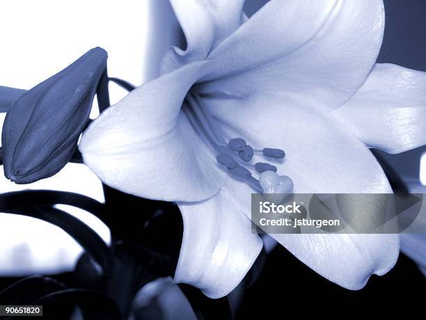 Easter Lilly - Fotografias de stock e mais imagens de Aberto - Aberto, Azul, Branco