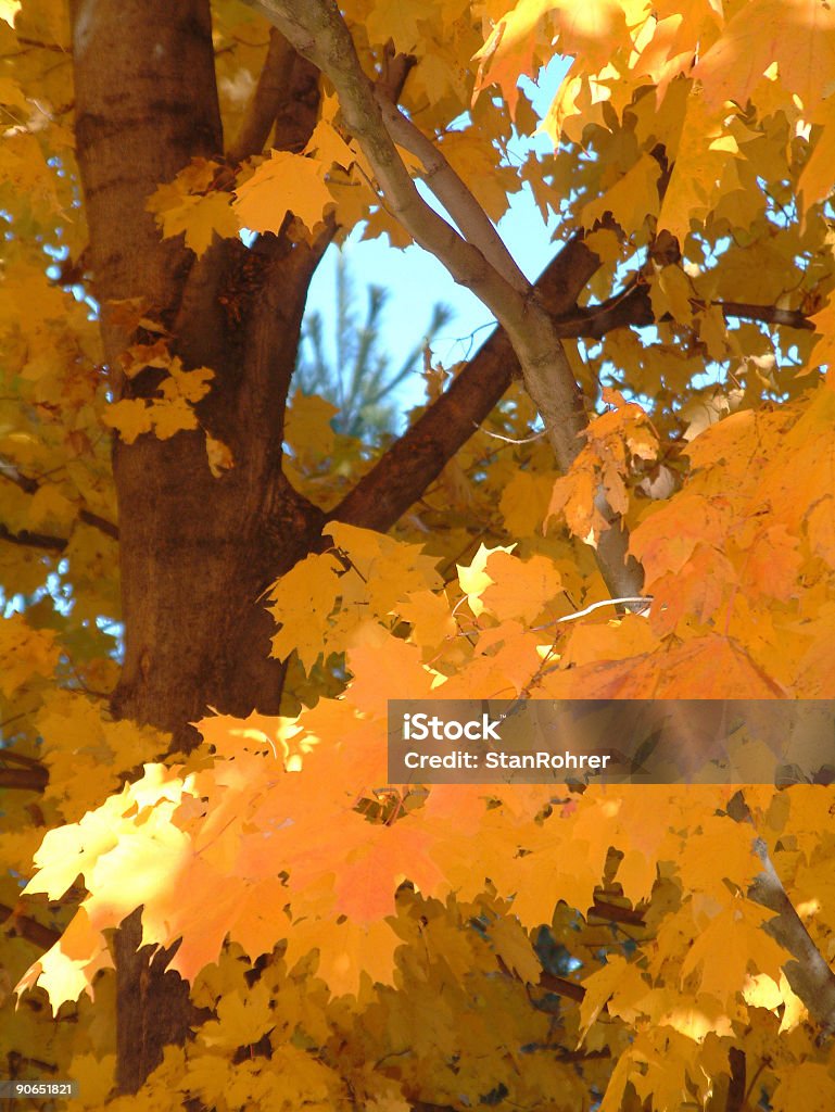Herbst Blätter und Zweige - Lizenzfrei Ast - Pflanzenbestandteil Stock-Foto