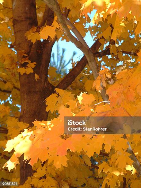 Herbst Blätter Und Zweige Stockfoto und mehr Bilder von Ast - Pflanzenbestandteil - Ast - Pflanzenbestandteil, Baum, Baumrinde