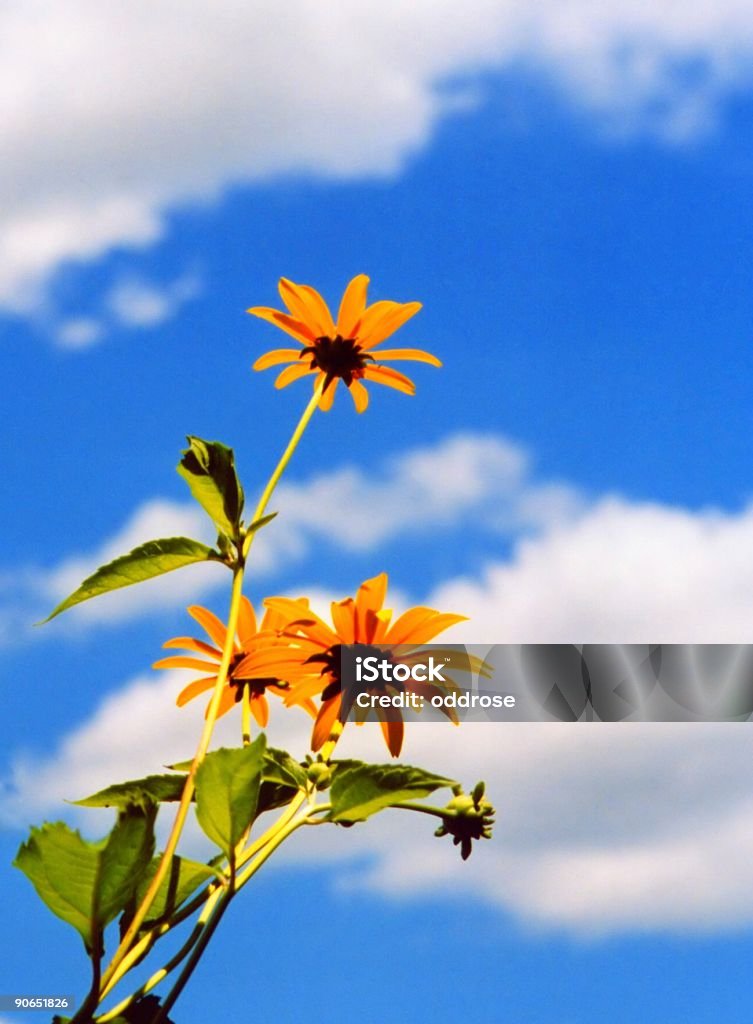 Alcanza el cielo - Foto de stock de Aire libre libre de derechos