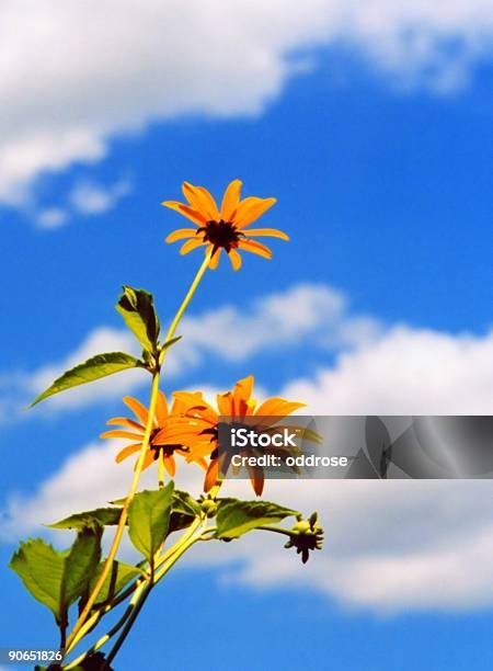 Alcanza El Cielo Foto de stock y más banco de imágenes de Aire libre - Aire libre, Alcanzar, Amarillo - Color