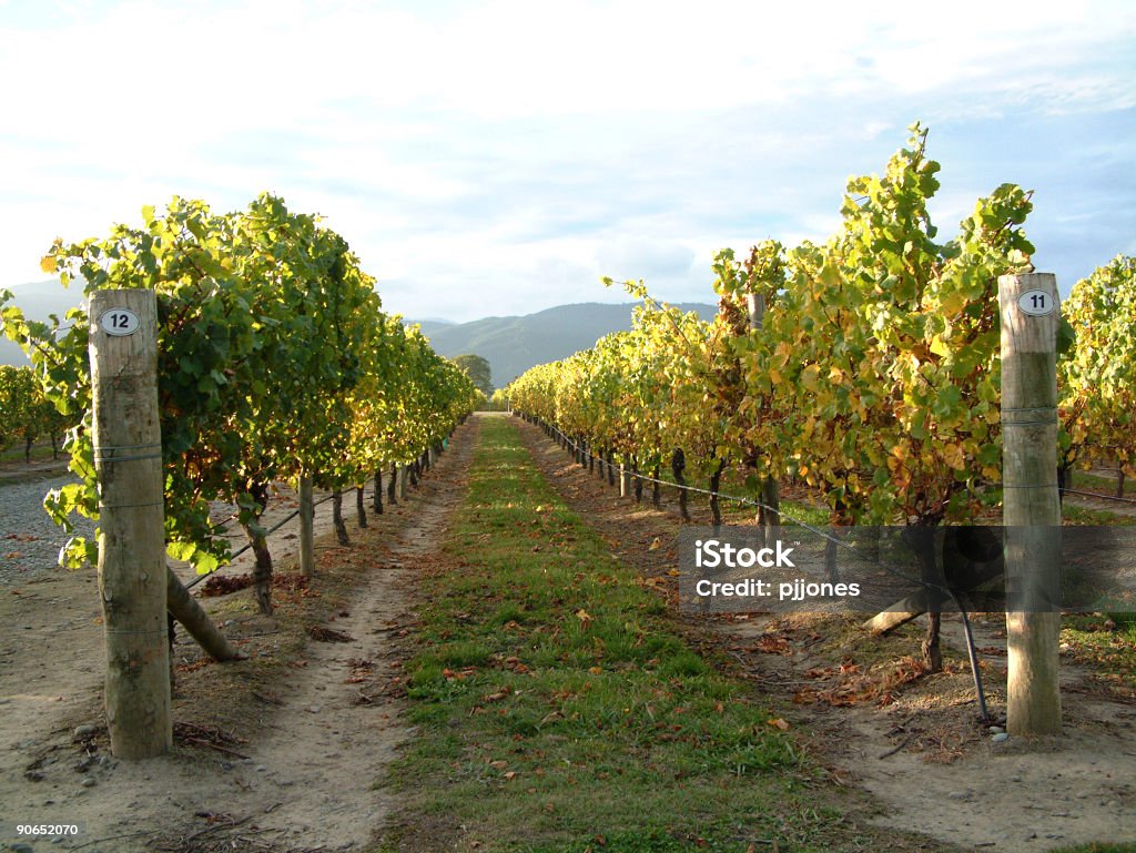 Uva Vines - Foto de stock de Aire libre libre de derechos