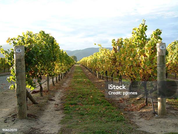 Uva Vines Foto de stock y más banco de imágenes de Aire libre - Aire libre, Bodega de vino, Campo - Tierra cultivada