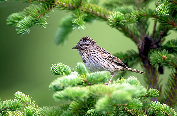 istock Song Sparrow in fir tree 90652109
