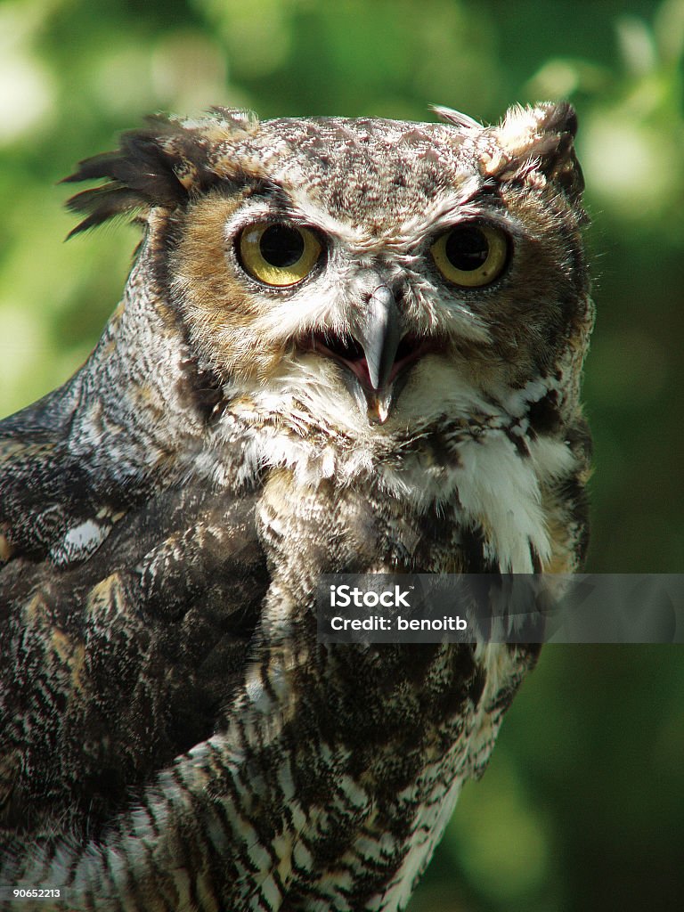 Grande-Bufo - Royalty-free Animais caçando Foto de stock