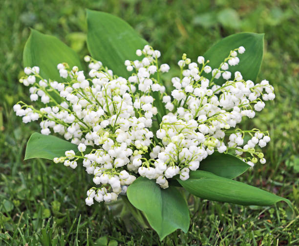 istock Bouquet of Convallaria 906522766